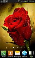 برنامه‌نما Rain Drop Rose LWP عکس از صفحه