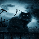 Rainy Cat Live Wallpaper APK