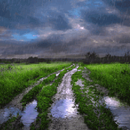 Rainy Field Live Wallpaper APK