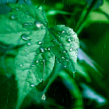Rainy Leaf Live Wallpaper 圖標