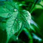 Rainy Leaf Live Wallpaper ícone