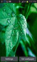 Rainy Leaf Live Wallpaper 截圖 2