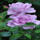 Rainy Purple Rose LWP آئیکن
