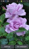 Rainy Purple Rose LWP Affiche