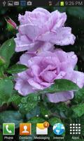 Rainy Purple Rose LWP اسکرین شاٹ 1