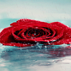 Rainy Red Rose LWP ícone