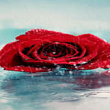 Rainy Red Rose LWP आइकन