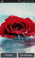 Rainy Red Rose LWP पोस्टर