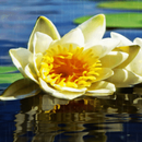 Rainy White Lotus LWP APK