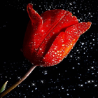Red Tulip Shine LWP biểu tượng