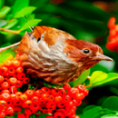 Red Fruit Bird LWP APK