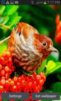 Red Fruit Bird LWP poster