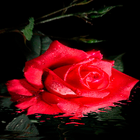 Red Rose Beauty LWP 圖標