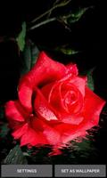 Red Rose Beauty LWP 海報