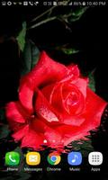 Red Rose Beauty LWP 截圖 1