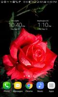 Red Rose Beauty LWP 截圖 2