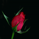 Red Rose Blooming LWP APK