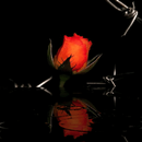 Red Rose In Water LWP APK