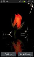 Red Rose In Water LWP poster