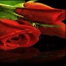Red Roses Live Wallpaper APK