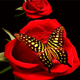Red Roses Butterfly LWP आइकन