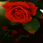 Rose For You LWP иконка