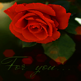 Rose For You LWP icon