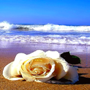 Rose In Beach Live Wallpaper APK