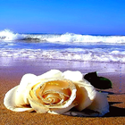 Rose In Beach Live Wallpaper icône