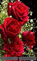 Roses Reflection LWP poster