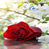 Rose With Butterfly LWP icon