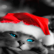 Santa Cap Cat LWP