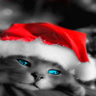 Santa Cap Cat LWP أيقونة