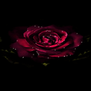 Shining Rose Blooming LWP aplikacja