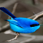 Small Blue Bird LWP Zeichen