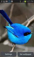 Small Blue Bird LWP Affiche