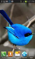 Small Blue Bird LWP تصوير الشاشة 1