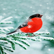 Snowy Red Bird LWP