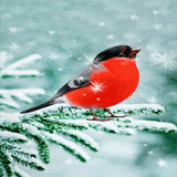 Snowy Red Bird LWP icon
