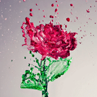 Splash Red Rose LWP иконка