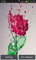 Splash Red Rose LWP скриншот 2