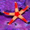 Star Light Fish LWP