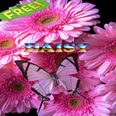 أفكار البابونج APK