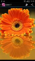 Daisy Ideas plakat