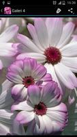Daisy Ideas screenshot 3