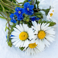 Daisy Wallpaper HD