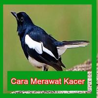 Cara Merawat Burung Kacer Agar Cepat Gacor & Mudah โปสเตอร์