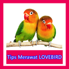 Cara Merawat Burung Lovebird icône