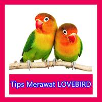 Cara Merawat Burung Lovebird پوسٹر