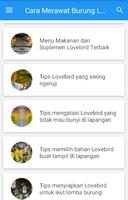 Cara Merawat Burung Lovebird screenshot 3